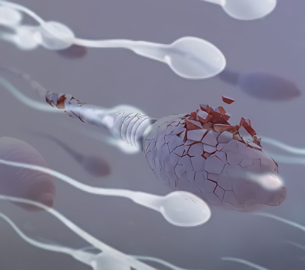 Prolonged Stress has a Detrimental Effect on Sperm Quality and Quantity, Study Finds