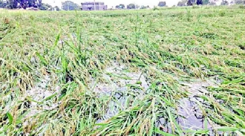 वाराणसी : बारिश और ओलावृष्टि से फसलों को हुआ भारी नुकसान, किसानों के लिए जारी हुआ हेल्प लाइन नंबर