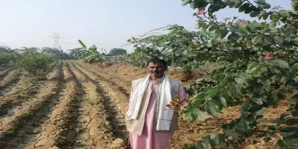 जज्बा : किसान ने मेहनत के बल पर बंजर भूमि पर की बागवानी
