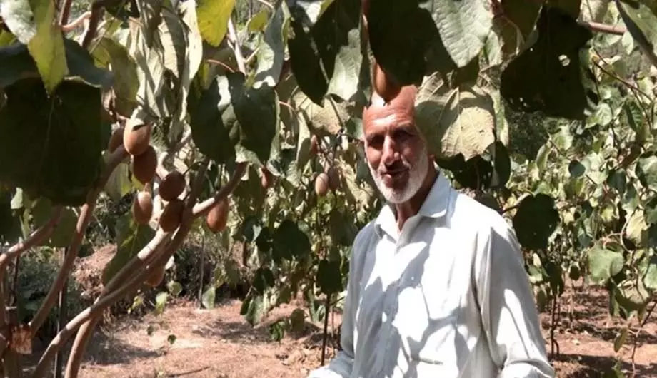 उधमपुर के 60 वर्षीय किसान ने पारंपरिक कृषि पद्धतियों से हटकर कीवी फल की भरपूर फसल पैदा की, युवाओं के लिए बने प्रेरणा