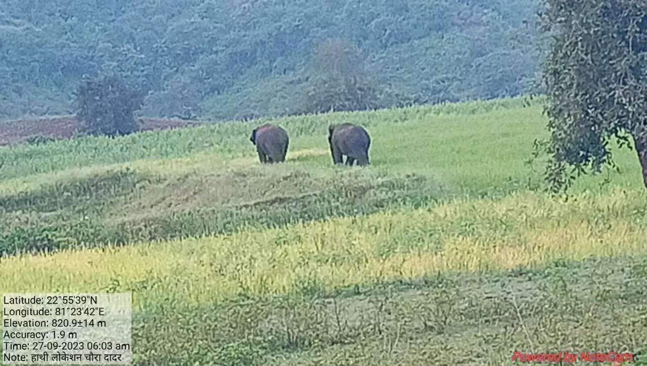 अनूपपुर: हाथियों को भगाने के दौरान गिरने से पांच ग्रामीण घायल, जिला अस्पताल में भर्ती