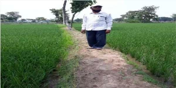जांजगीर : खेती किसानी से उन्नति की राह पर बढ़ चले ईश्वर, जैविक खेती को कर रहे हैं प्रोत्साहित